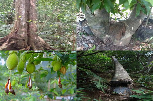 沉香树在北方能种植吗1694304538442 沉香树在北方能种植吗1694304538442