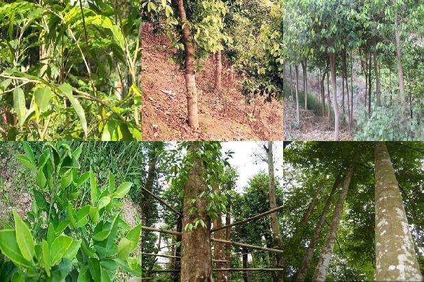 沉香树北方可以种植吗30条介绍,一定要看!1661098094420 沉香树北方可以种植吗30条介绍,一定要看!1661098094420