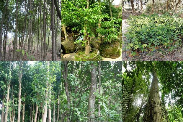 沉香树北方可以种植吗30条介绍,一定要看!1661098094426 沉香树北方可以种植吗30条介绍,一定要看!1661098094426