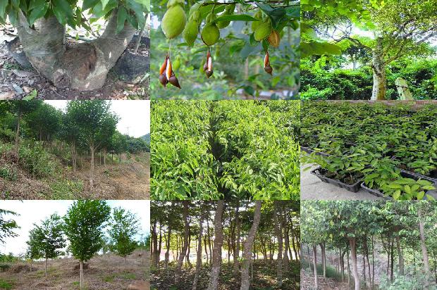 沉香树北方可以种植吗30条介绍,一定要看!1661098094432 沉香树北方可以种植吗30条介绍,一定要看!1661098094432