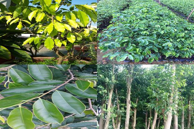 沉香树北方可以种植吗30条介绍,一定要看!1661098094439 沉香树北方可以种植吗30条介绍,一定要看!1661098094439