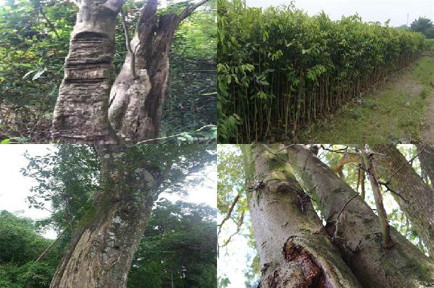 沉香树北方可以种植吗30条介绍,一定要看!1661098094445 沉香树北方可以种植吗30条介绍,一定要看!1661098094445