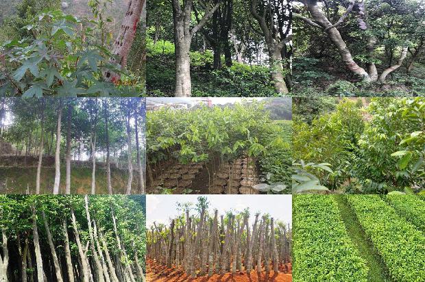 奇楠沉香市场价多少一克1695773363135 奇楠沉香市场价多少一克1695773363135
