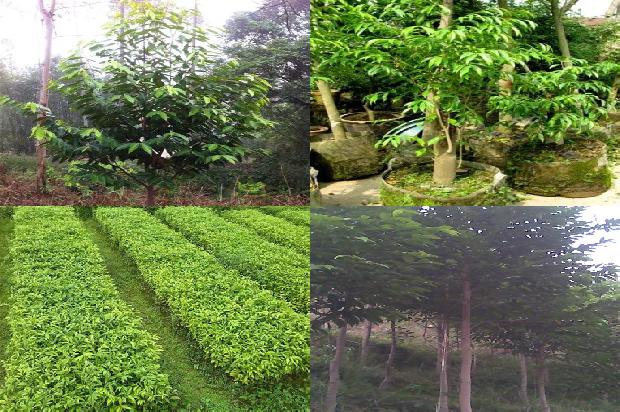 沉香树的作用27条介绍1661098158922 沉香树的作用27条介绍1661098158922
