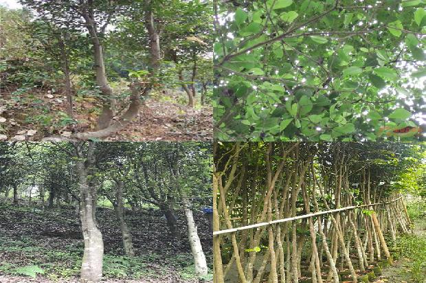 沉香树的作用27条介绍1661098158934 沉香树的作用27条介绍1661098158934