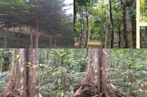 沉香树结香19条介绍,一定要看!1661098167249 沉香树结香19条介绍,一定要看!1661098167249