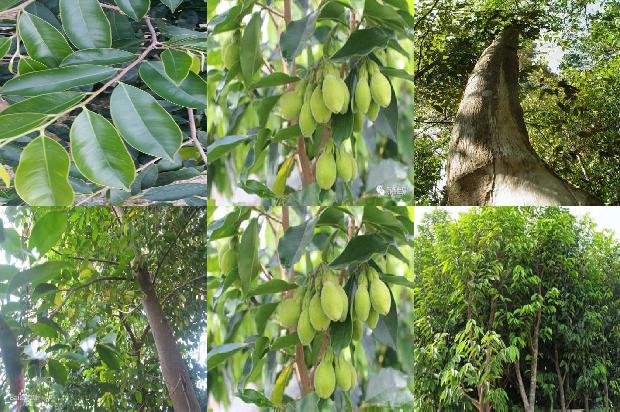 北方沉香树种植技术30条介绍，你知道么？