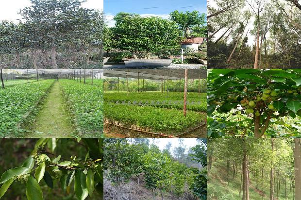 北方沉香树种植技术30条介绍,你知道么?1661184458153 北方沉香树种植技术30条介绍,你知道么?1661184458153