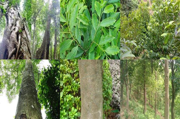 北方沉香树种植技术30条介绍,你知道么?1661184458159 北方沉香树种植技术30条介绍,你知道么?1661184458159