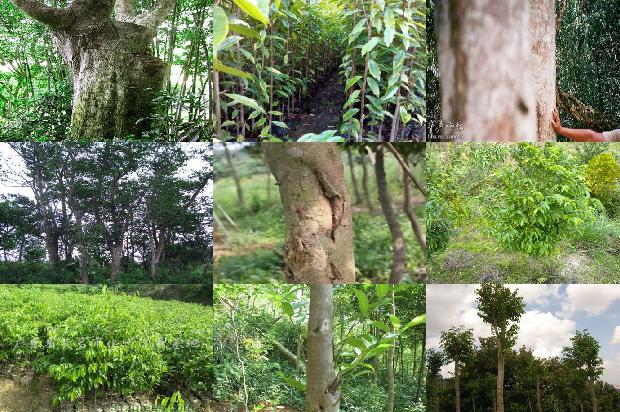 北方沉香树种植技术30条介绍,你知道么?1661184458165 北方沉香树种植技术30条介绍,你知道么?1661184458165