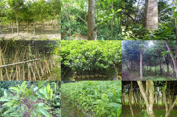 北方沉香树种植技术30条介绍,你知道么?1661184458171 北方沉香树种植技术30条介绍,你知道么?1661184458171
