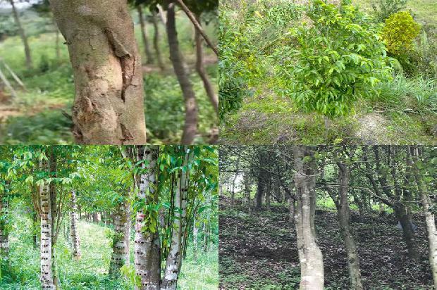江西能种沉香树吗35条介绍,一定要看!1661184476694 江西能种沉香树吗35条介绍,一定要看!1661184476694