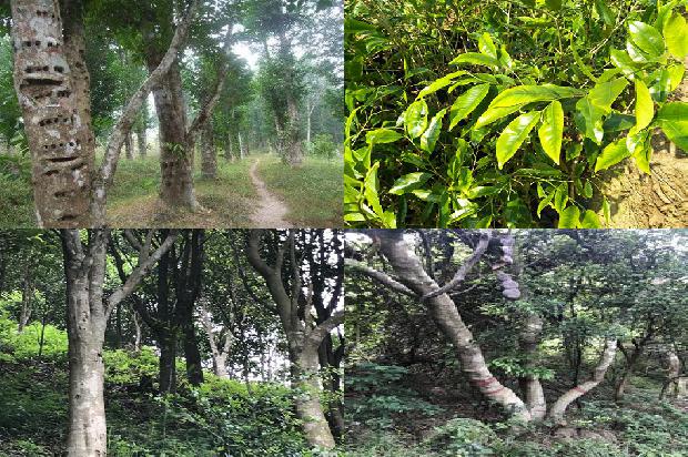 椅南沉香树-必看29条小知识1661184494053 椅南沉香树-必看29条小知识1661184494053