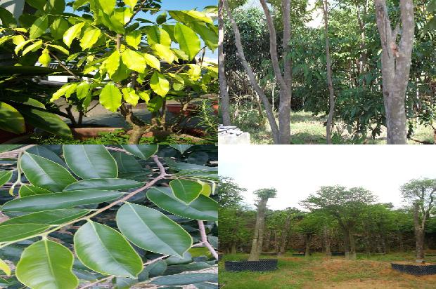 沉香树苗北方可以种植吗1698365398873 沉香树苗北方可以种植吗1698365398873