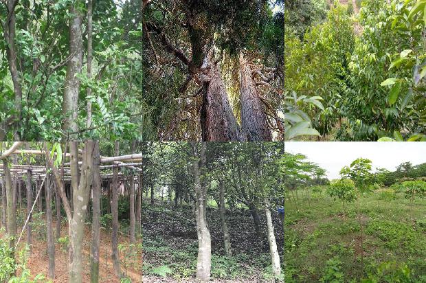 怎么种植沉香树1694390961409 怎么种植沉香树1694390961409