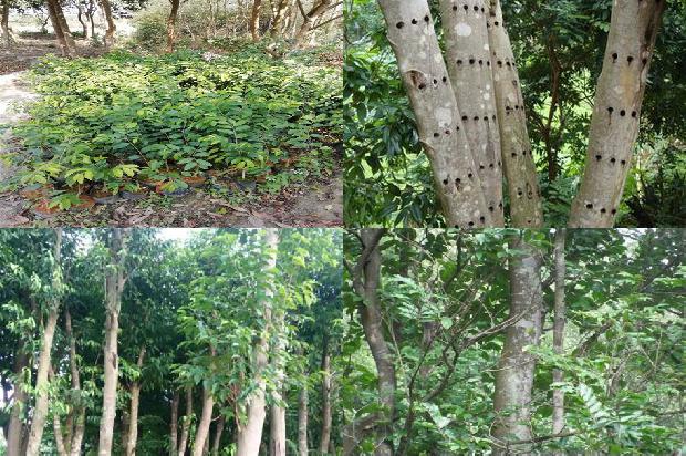 沉香树室内养好吗35条介绍,你知道么?1661270906029 沉香树室内养好吗35条介绍,你知道么?1661270906029