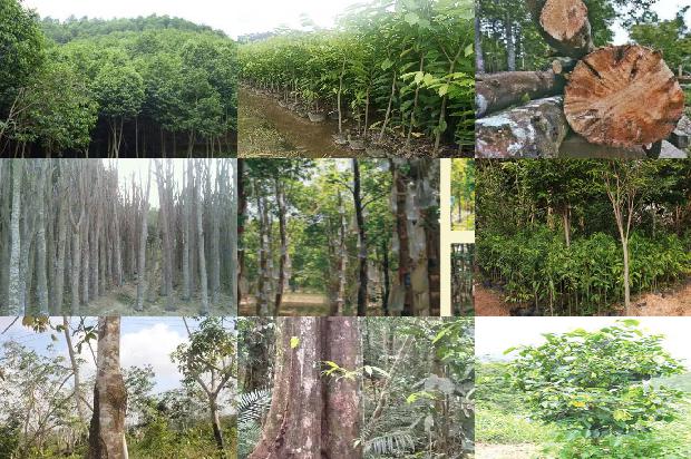沉香树多少一棵20条介绍1661270914458 沉香树多少一棵20条介绍1661270914458