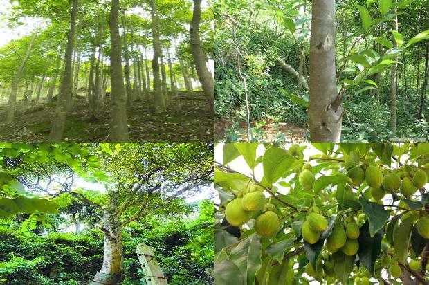 沉香树出售-必看29条小知识1661270921671 沉香树出售-必看29条小知识1661270921671