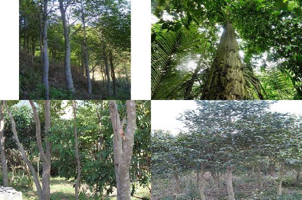 沉香树苗带土35条介绍,你知道么?1661270928700 沉香树苗带土35条介绍,你知道么?1661270928700