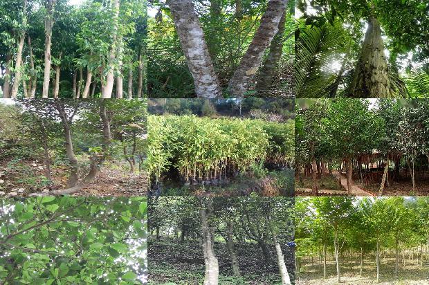 沉香树苗那里有卖19条介绍,一定要看!1661357278367 沉香树苗那里有卖19条介绍,一定要看!1661357278367