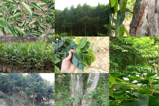 沉香树苗那里有卖19条介绍,一定要看!1661357278373 沉香树苗那里有卖19条介绍,一定要看!1661357278373