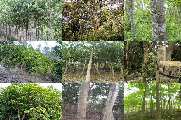 沉香树苗那里有卖19条介绍,一定要看!1661357278379 沉香树苗那里有卖19条介绍,一定要看!1661357278379