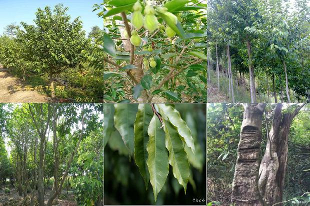 湛江沉香树种植基地30条介绍