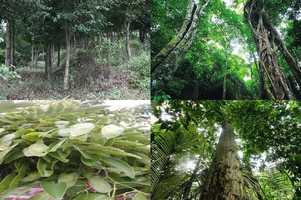 湛江沉香树种植基地30条介绍1661357286166 湛江沉香树种植基地30条介绍1661357286166