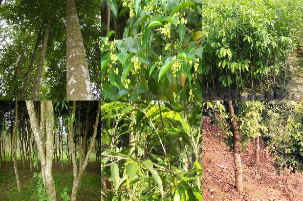湛江沉香树种植基地30条介绍1661357286172 湛江沉香树种植基地30条介绍1661357286172