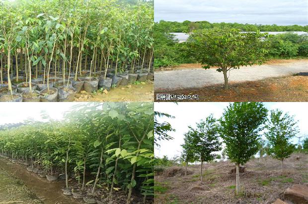 沉香树的特点的28条小知识1661357296353 沉香树的特点的28条小知识1661357296353