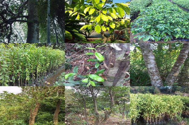 北方能种沉香树吗的22条小知识1661357343316 北方能种沉香树吗的22条小知识1661357343316