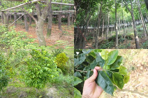沉香树是什么树33条介绍，你知道么？