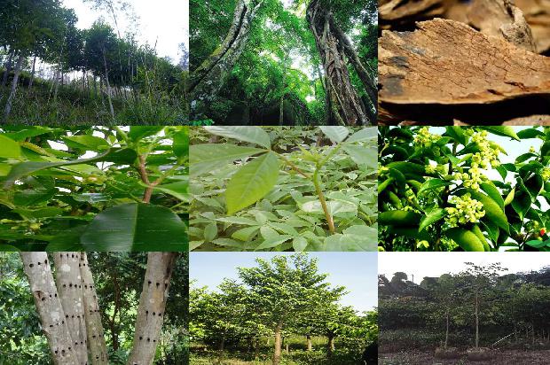 沉香树的种植和管理的27条小知识1661443685202 沉香树的种植和管理的27条小知识1661443685202