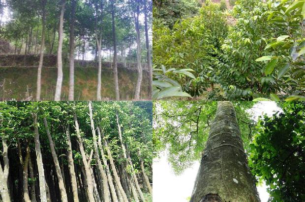 沉香树的种植和管理的27条小知识1661443685215 沉香树的种植和管理的27条小知识1661443685215