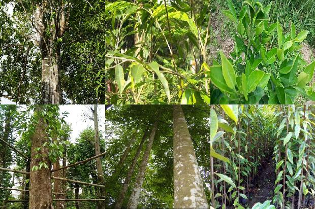 沉香树的种植和管理的27条小知识1661443685221 沉香树的种植和管理的27条小知识1661443685221