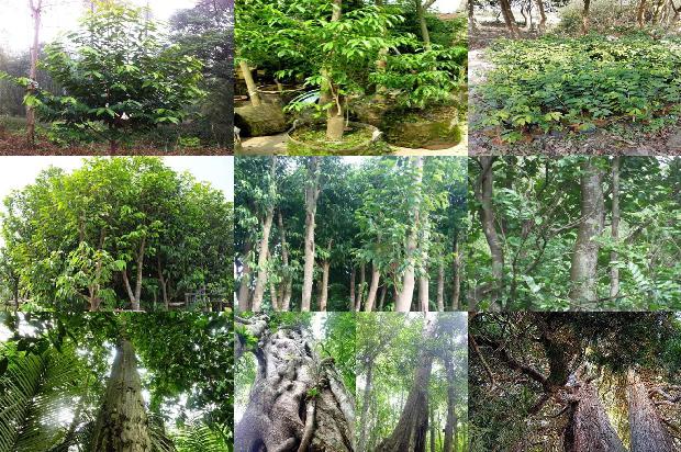 沉香树的种植和管理的27条小知识1661443685227 沉香树的种植和管理的27条小知识1661443685227