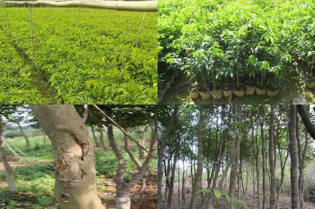 沉香木树苗多少钱一根1697846923449 沉香木树苗多少钱一根1697846923449