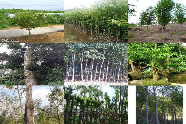 沉香树的种植方法20条介绍，一定要看！