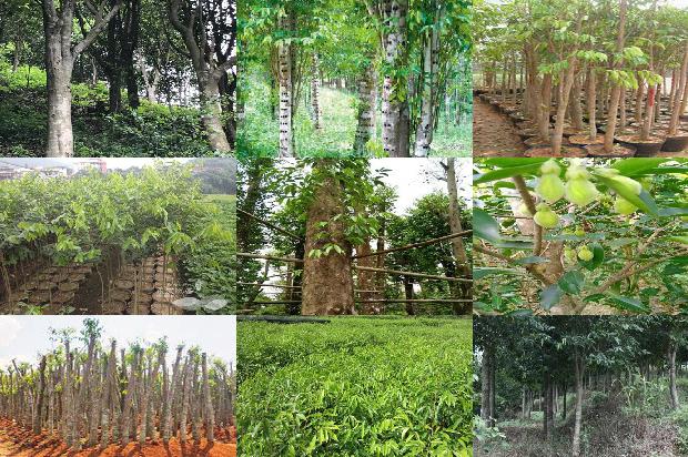 沉香树的种植方法20条介绍,一定要看!1661443730609 沉香树的种植方法20条介绍,一定要看!1661443730609
