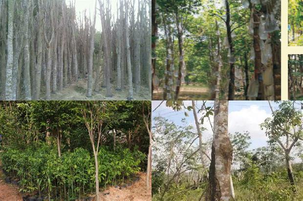 沉香树的种植方法20条介绍,一定要看!1661443730615 沉香树的种植方法20条介绍,一定要看!1661443730615