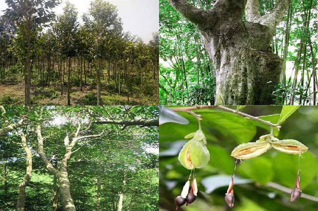 沉香树的种植方法20条介绍,一定要看!1661443730621 沉香树的种植方法20条介绍,一定要看!1661443730621