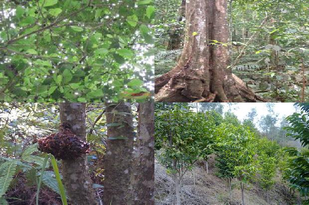 沉香树的种植方法20条介绍,一定要看!1661443730627 沉香树的种植方法20条介绍,一定要看!1661443730627
