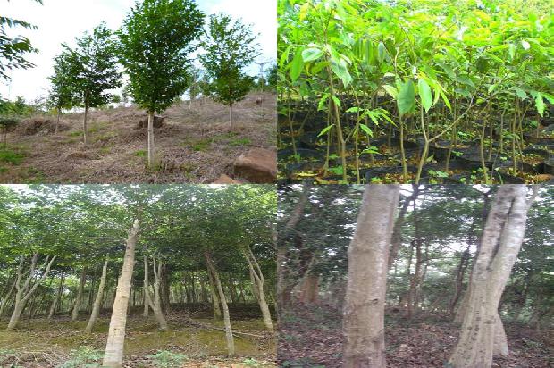 最大沉香树30条介绍，你知道么？