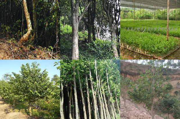 最大沉香树30条介绍,你知道么?1661530118550 最大沉香树30条介绍,你知道么?1661530118550