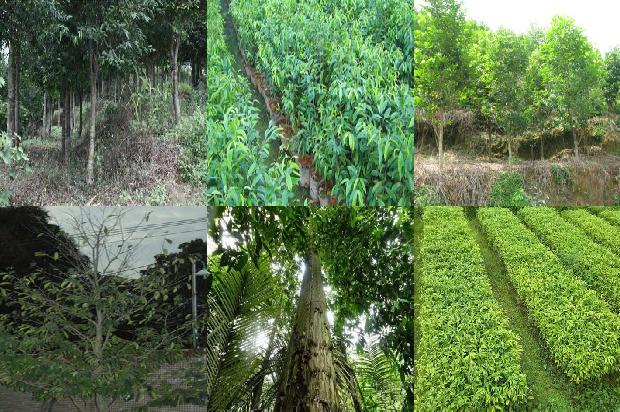 最大沉香树30条介绍,你知道么?1661530118563 最大沉香树30条介绍,你知道么?1661530118563