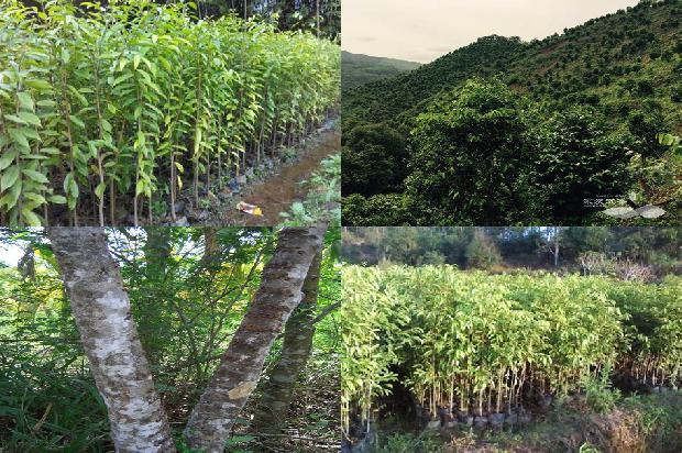 白奇楠沉香树苗34条介绍