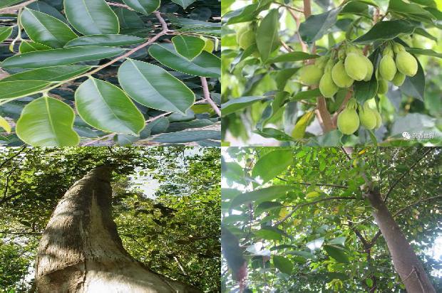 沉香每克价格1692663005535 沉香每克价格1692663005535
