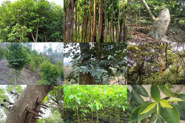 贵州哪些地区可以种植沉香树35条介绍