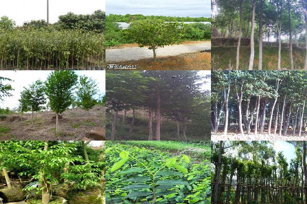 贵州哪些地区可以种植沉香树35条介绍1661616502907 贵州哪些地区可以种植沉香树35条介绍1661616502907