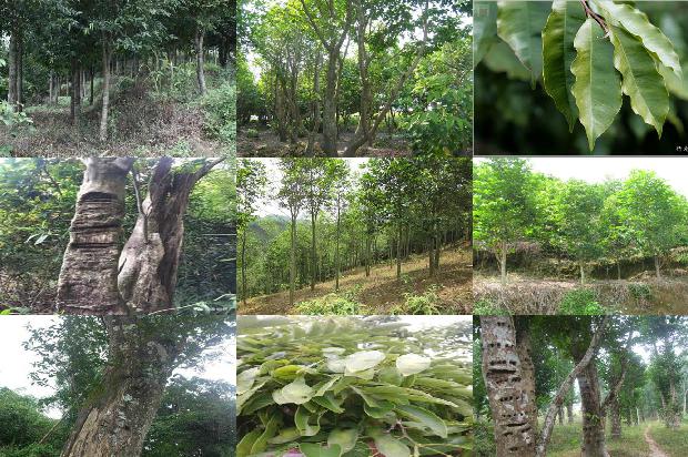 贵州哪些地区可以种植沉香树35条介绍1661616502913 贵州哪些地区可以种植沉香树35条介绍1661616502913